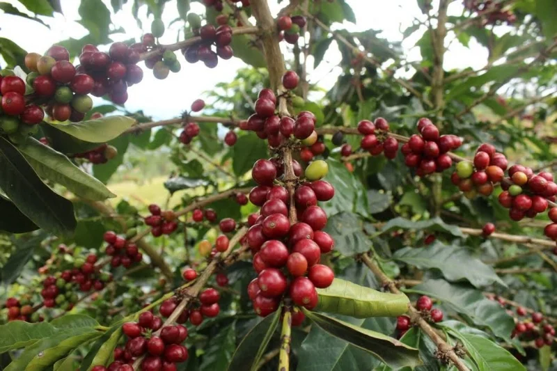 Coffee+Plant.jpg