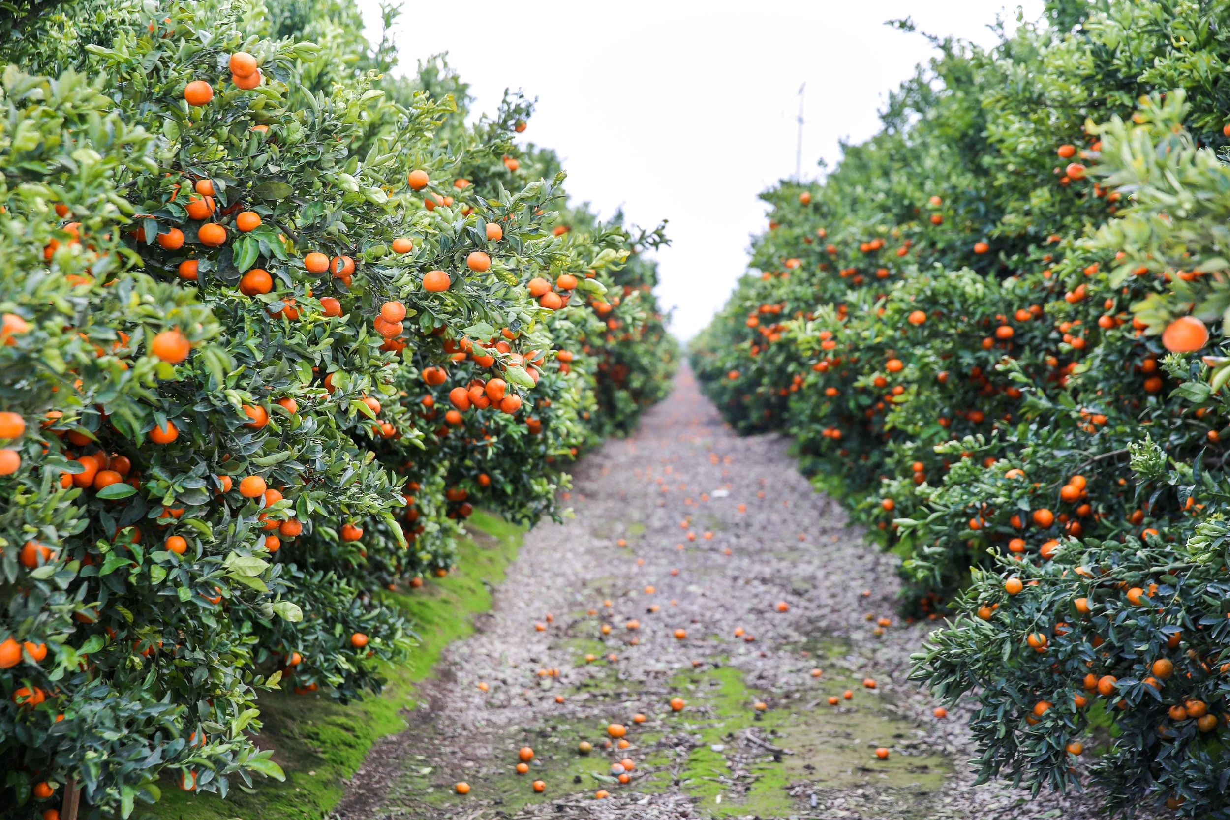 FruitWorldFarm_Mandarins_Web_CK_15.jpg