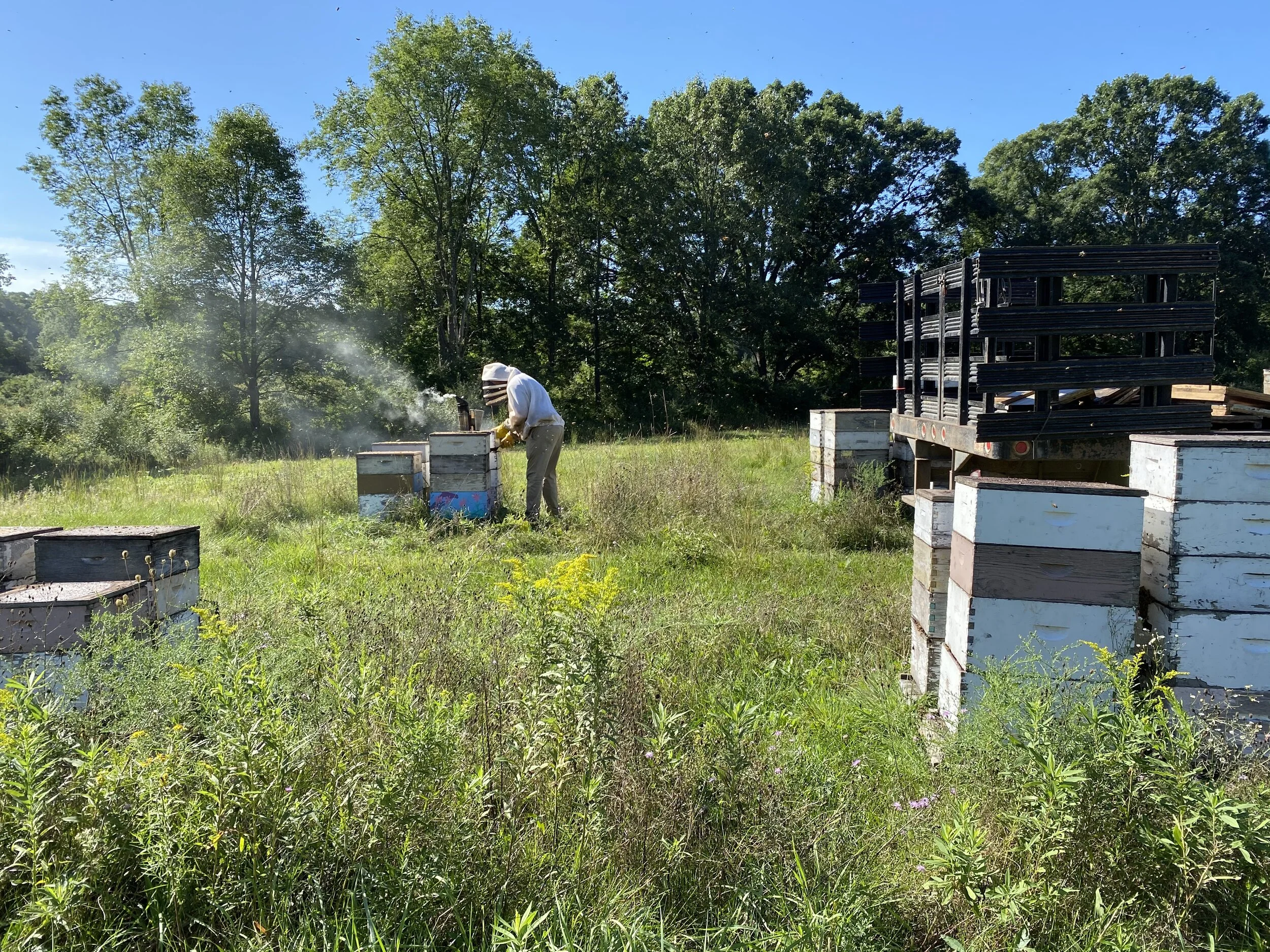Fall Honey Farvest