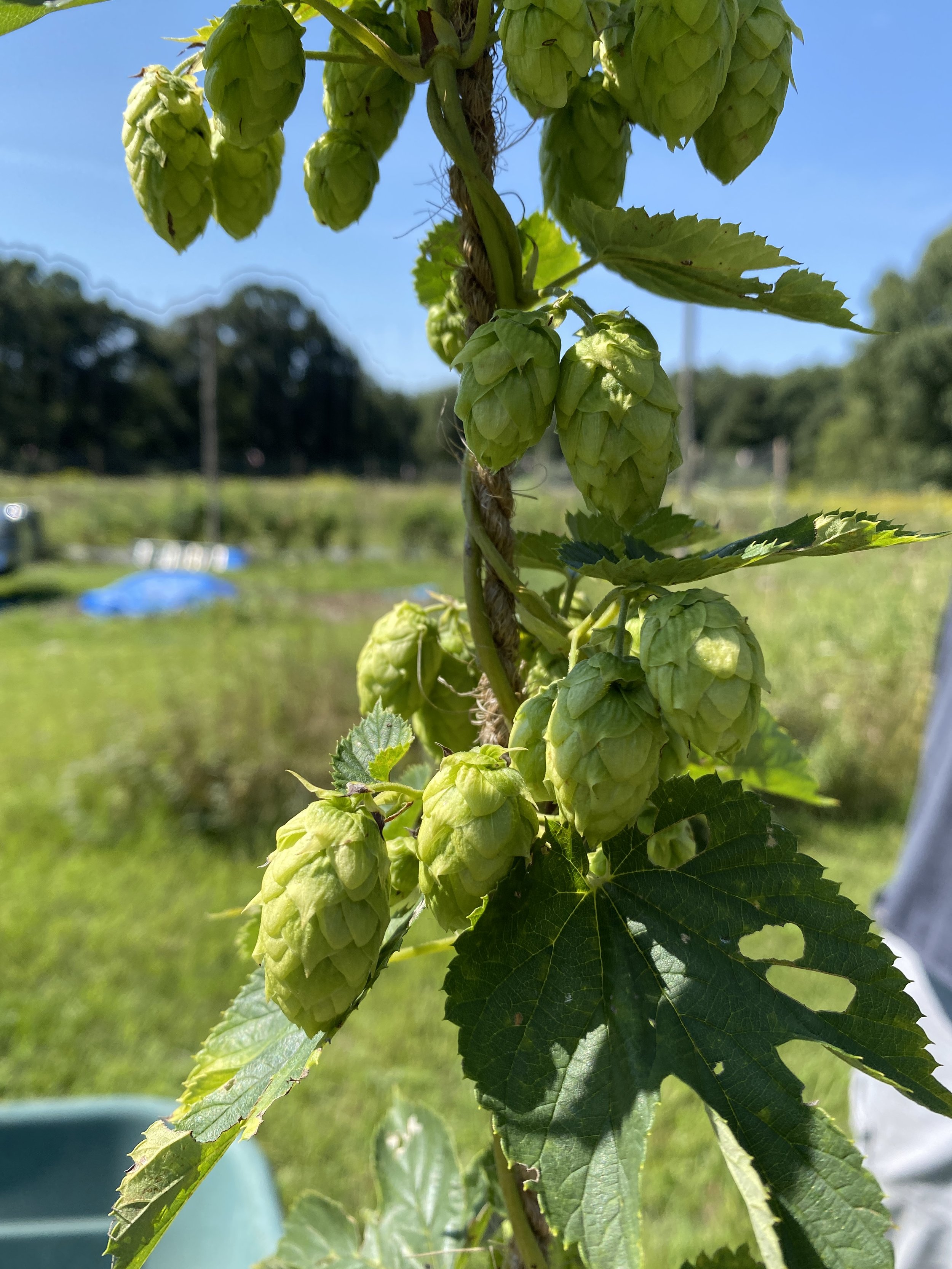 Fresh Hops are on the Menu