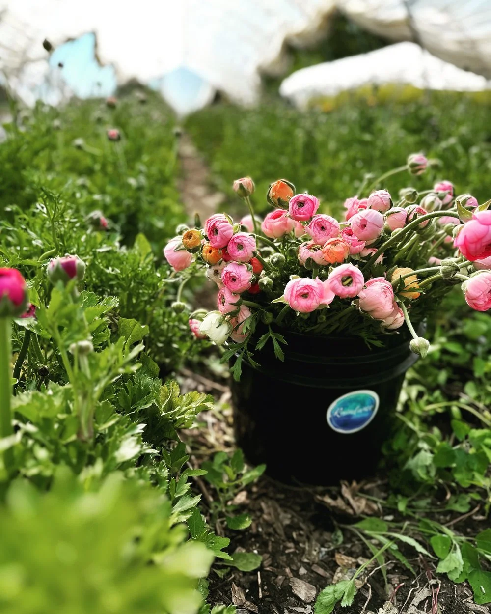 Valentine's Day at Bløm