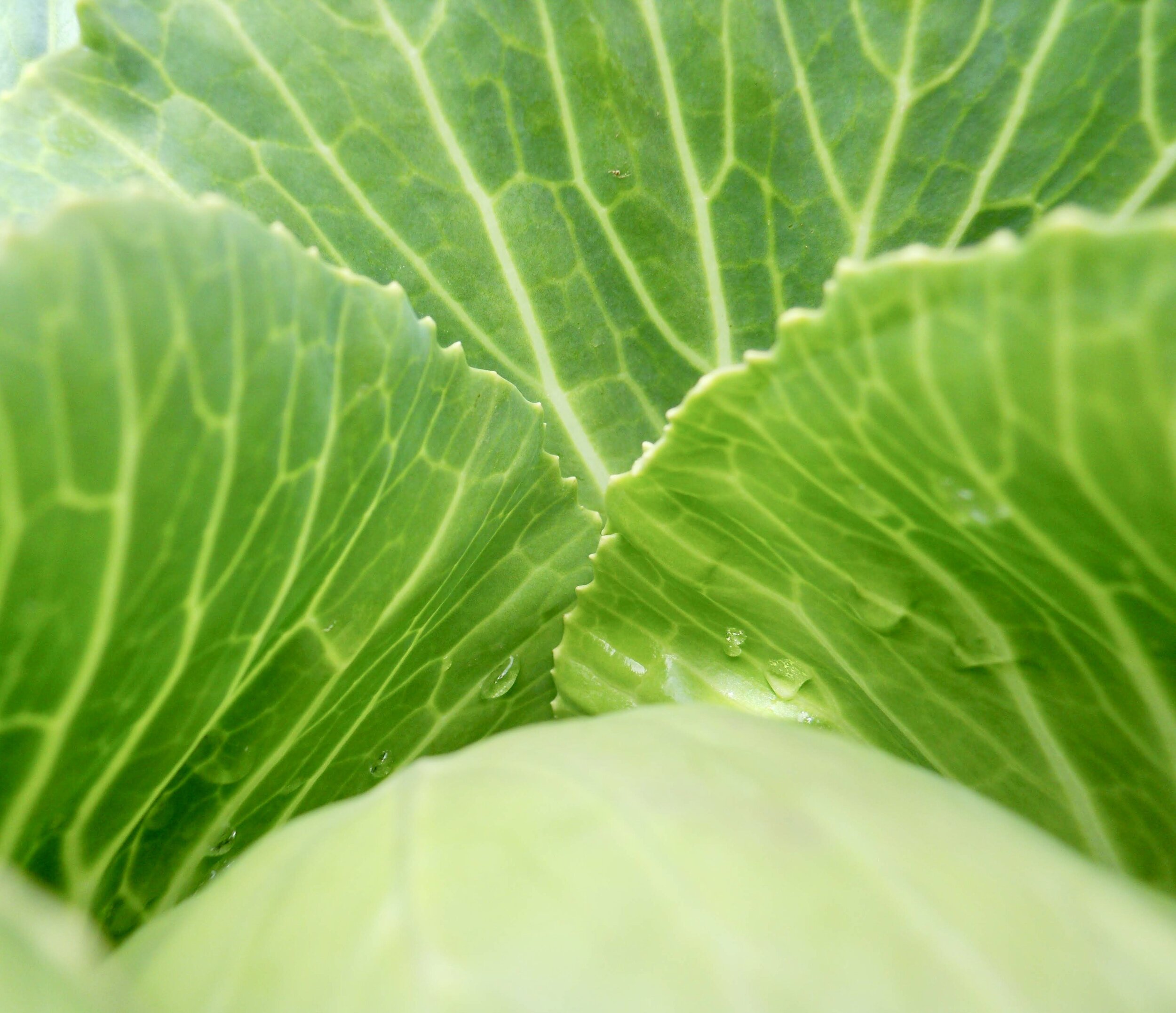 Cabbage.jpeg