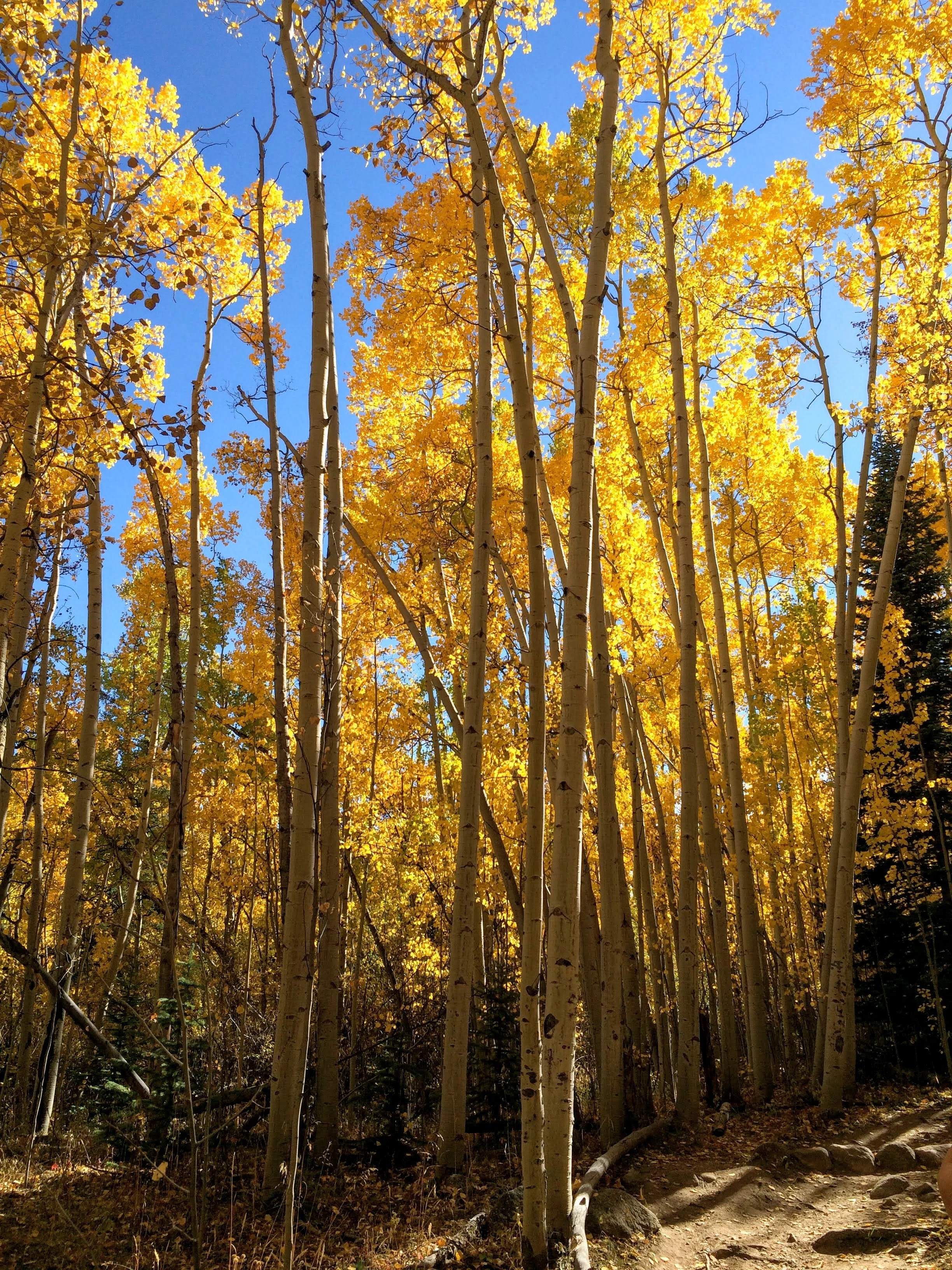 Aspens.JPG