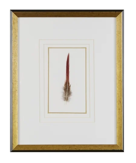 Feathers Frank Thomas Art Design Feathers Frank Thomas Art Design