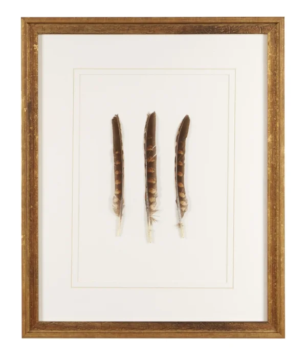 Feathers Frank Thomas Art Design Feathers Frank Thomas Art Design