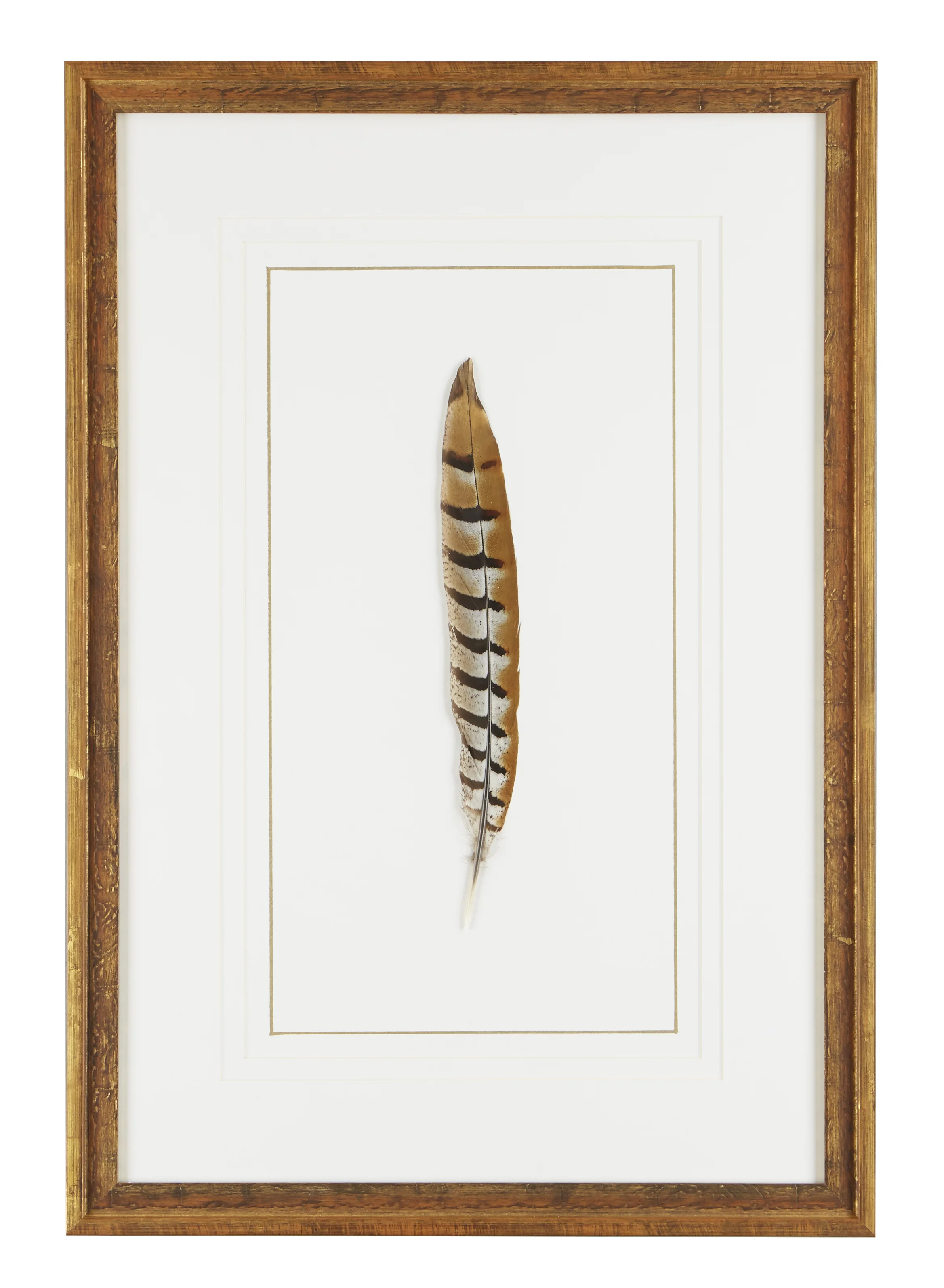 Feathers Frank Thomas Art Design Feathers Frank Thomas Art Design