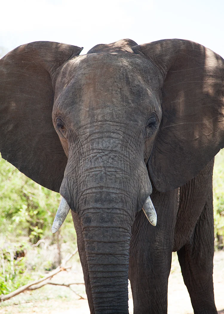 Elephant Interaction