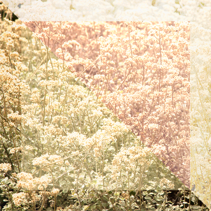 afr-flowers.png