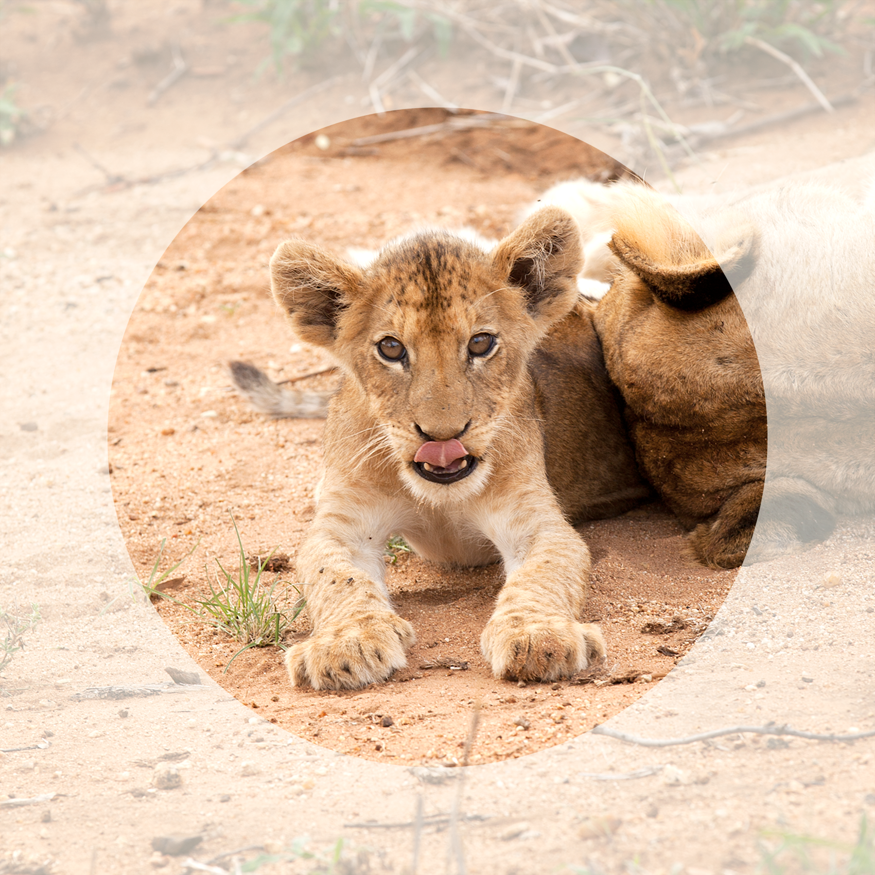 lionCUB.png