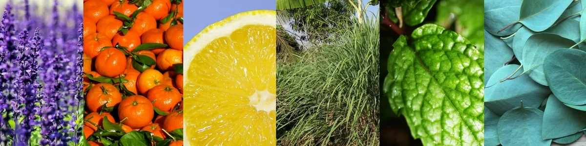 Lavender Tangerine Lemon Lemongrass Peppermint Eucalyptus Essential Oils Aromatherapy Niasoma Bodywork