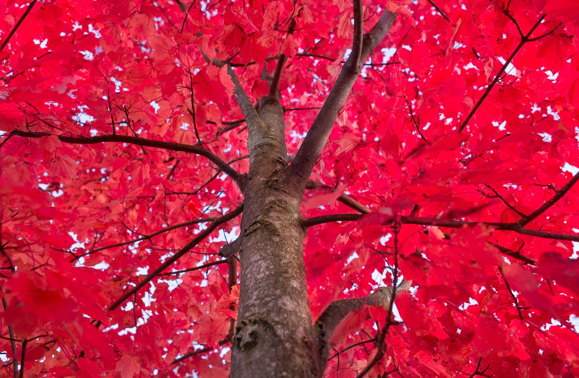 red-1901091_1920.jpg