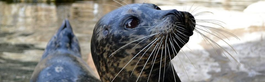 seal.jpg