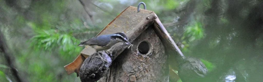 Red-breasted Nuthatches_w-cranefly_db_20170516 (21b).jpg
