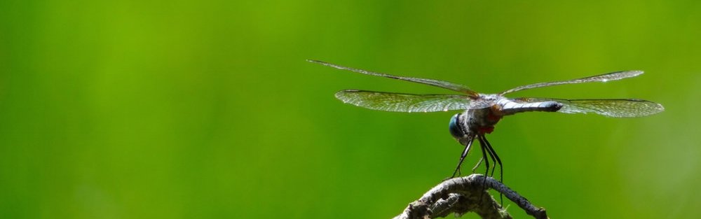 dragonfly-1.jpg
