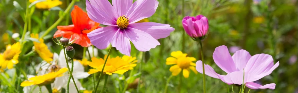 beautiful-wildflowers-growing-in-a-meadow-picture-id847811990.jpg