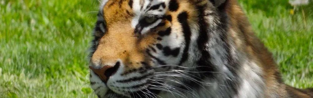 Fantastic+Feline-1.jpg