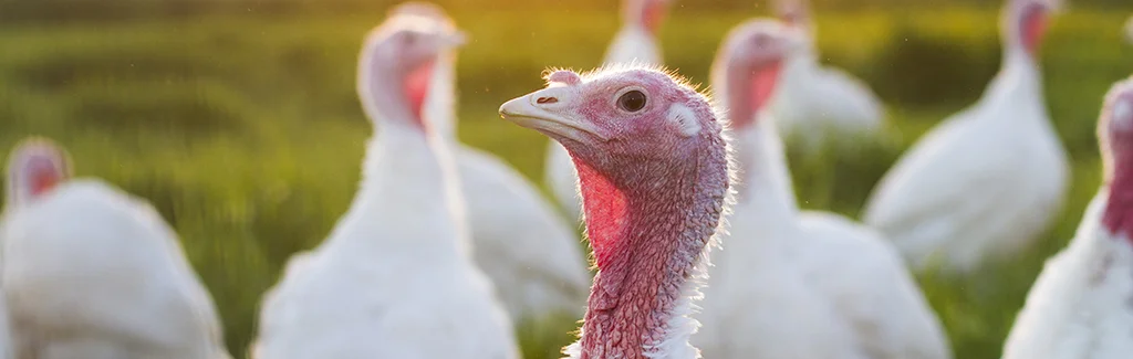 TurkeyPhoto1.jpg