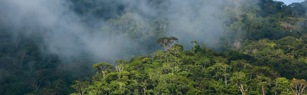 PUR Projet-misty trees-Christian LaMontagne.jpeg