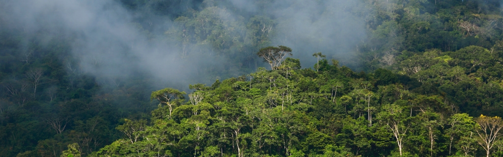 PUR Projet-misty trees-Christian LaMontagne (2).jpeg