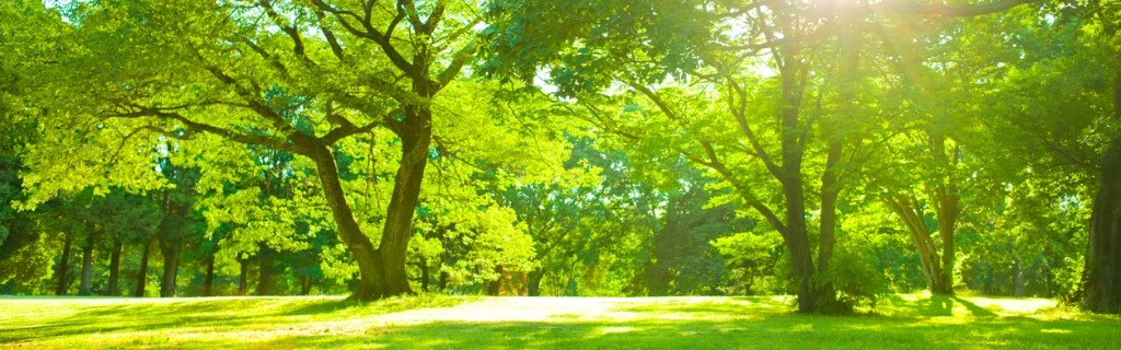 garden-sunlight-picture-id952004838.jpg