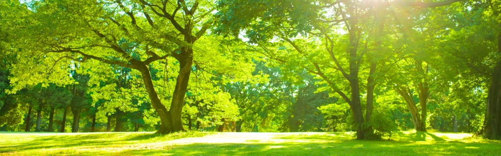 garden-sunlight-picture-id952004838.jpg