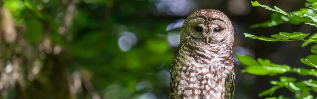 spotted-owl-strix-occidentalis-picture-id173737211.jpg