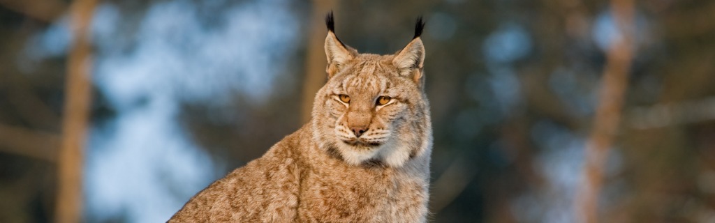 lynx-picture-id157403491.jpg