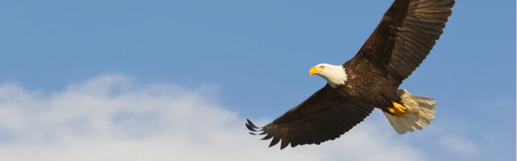 bald-eagle-gliding-against-blue-sky-and-white-wispy-clouds-picture-id168511255.jpg