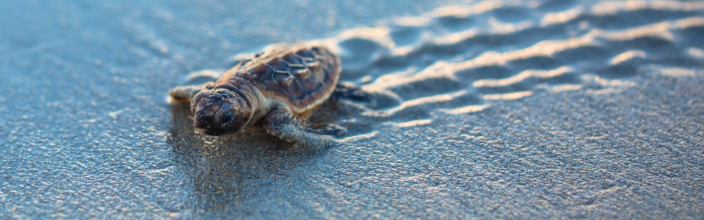 baby-loggerhead-sea-turtle-tracks-picture-id942481164.jpg