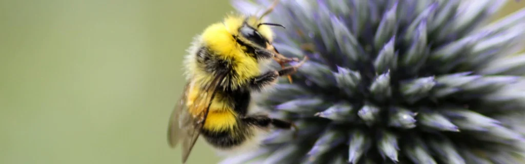 busy-bee-picture-id584237238.jpg