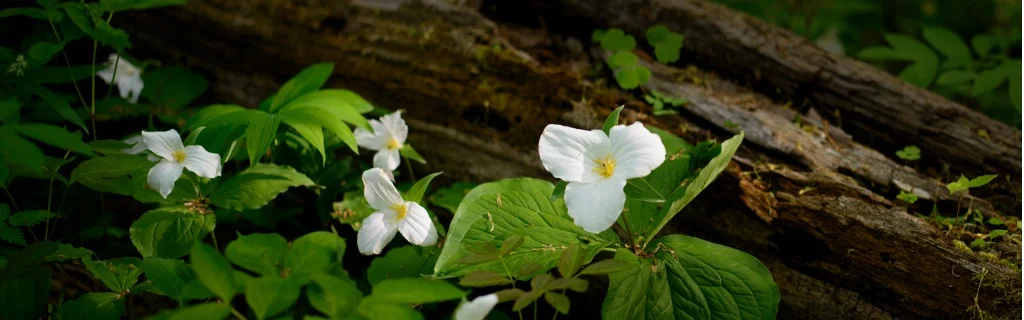 trillium-wildflowers-picture-id472066121.jpg