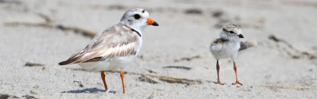endangered-piping-plover-picture-id502086613.jpg
