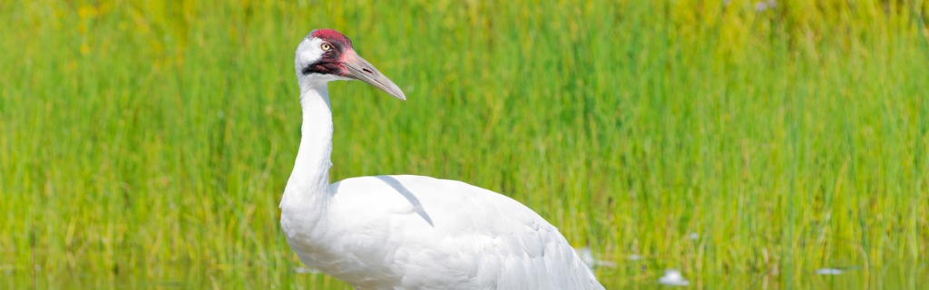whooping-crane-wading-in-marsh-picture-id500299922.jpg