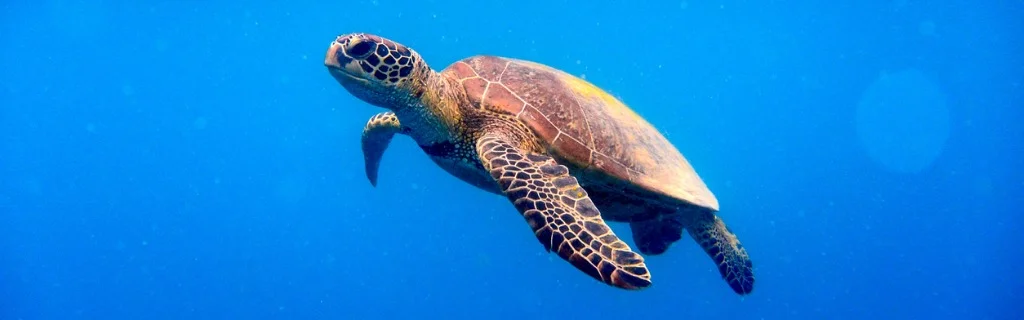 green-turtle-approaching-water-surface-picture-id504241856.jpg