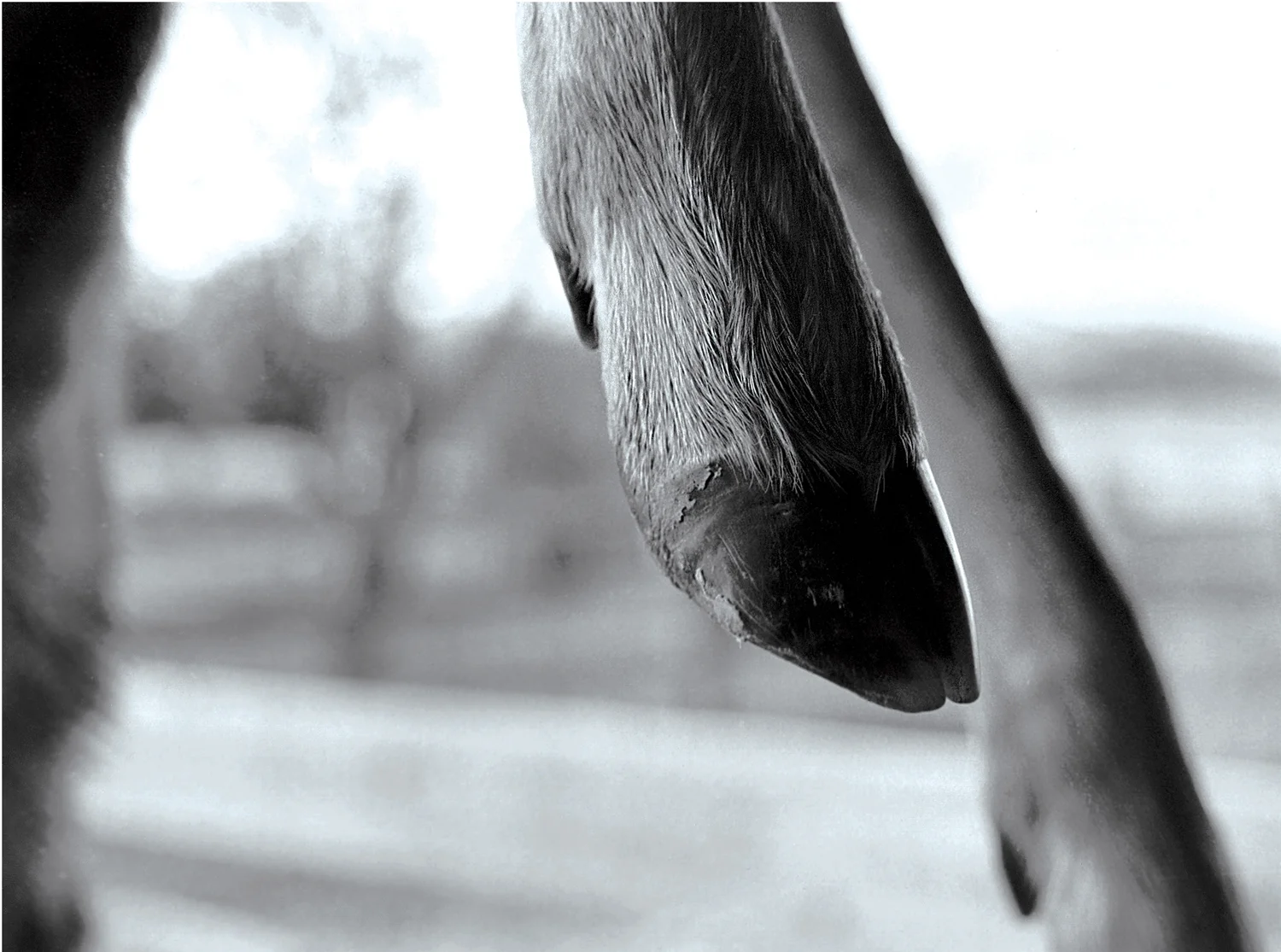 Hoof_SQ.jpg