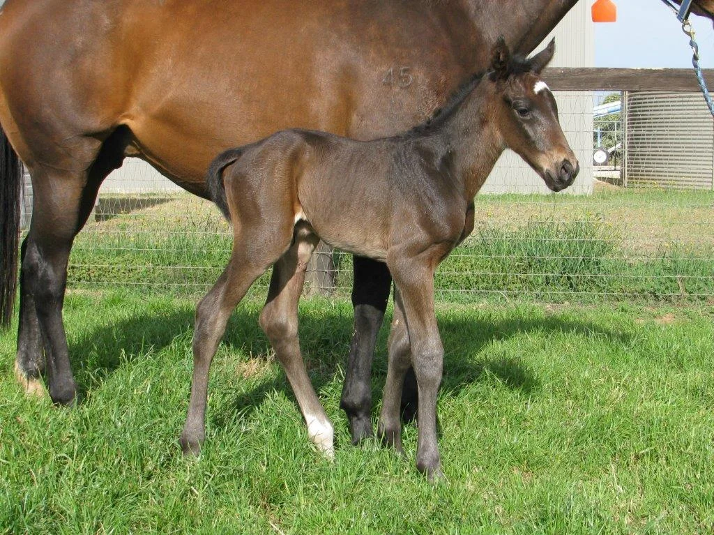 Sebring x Sublimity - Brown Colt - 2015