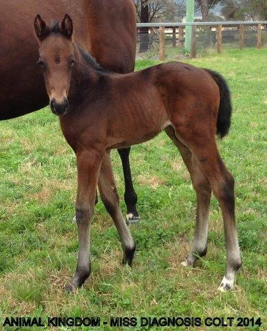 Animal Kingdom x Miss Diagnosis Colt - 2014