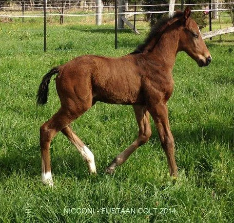 Nicconi x Fustaan Colt - 2014