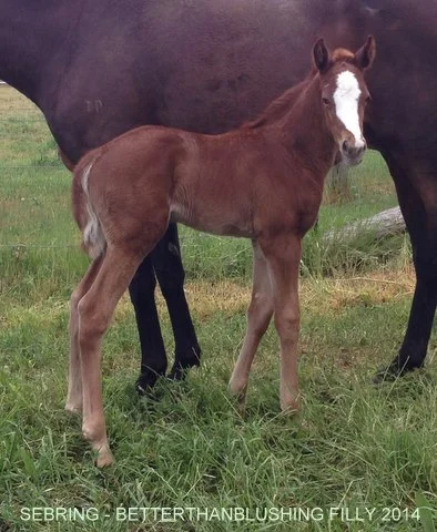 Sebring x Betterthanblushing Filly - 2014