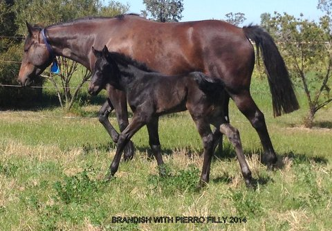 Pierro x Brandish Filly - 2014