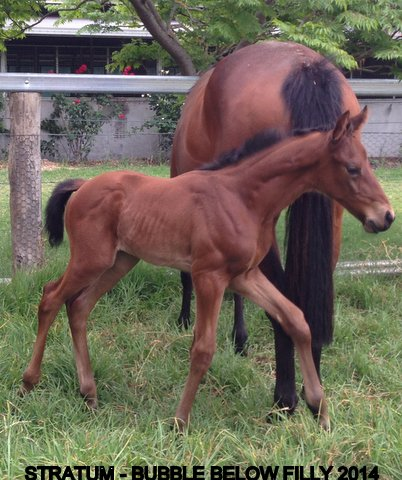 Stratum X Bubble Below Filly - 2014