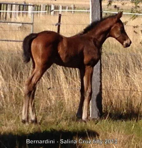 Bernardini (USA) x Salina Cruz - Filly 2013