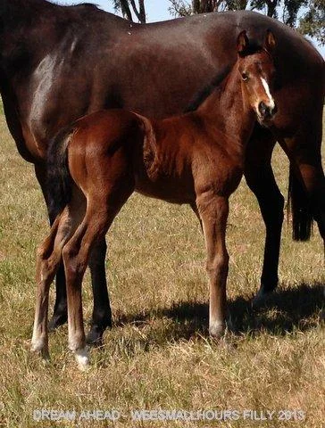 Dream Ahead x Weesmallhours Filly 2013