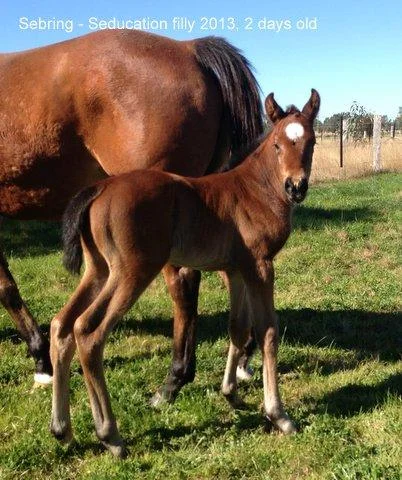 Sebring x Seducation Filly 2013