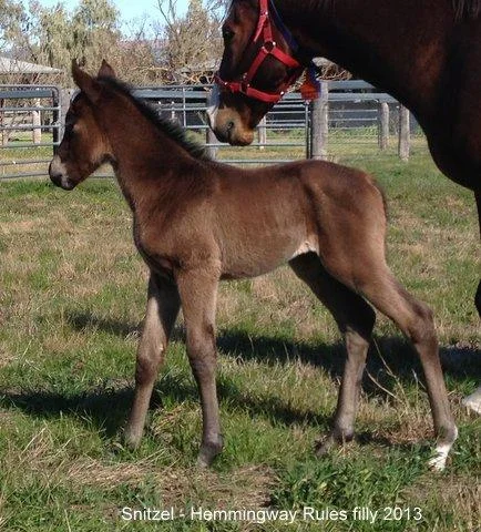 Snitzel x Hemmingway Rules - Filly 2013