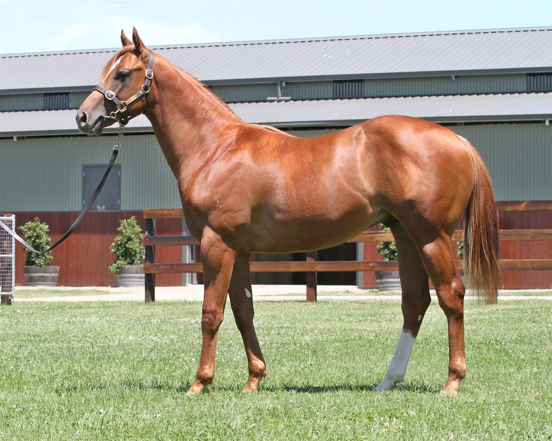Lot 176 Magic Millions Gold Coast - Stratum x Courtney's Cuddles