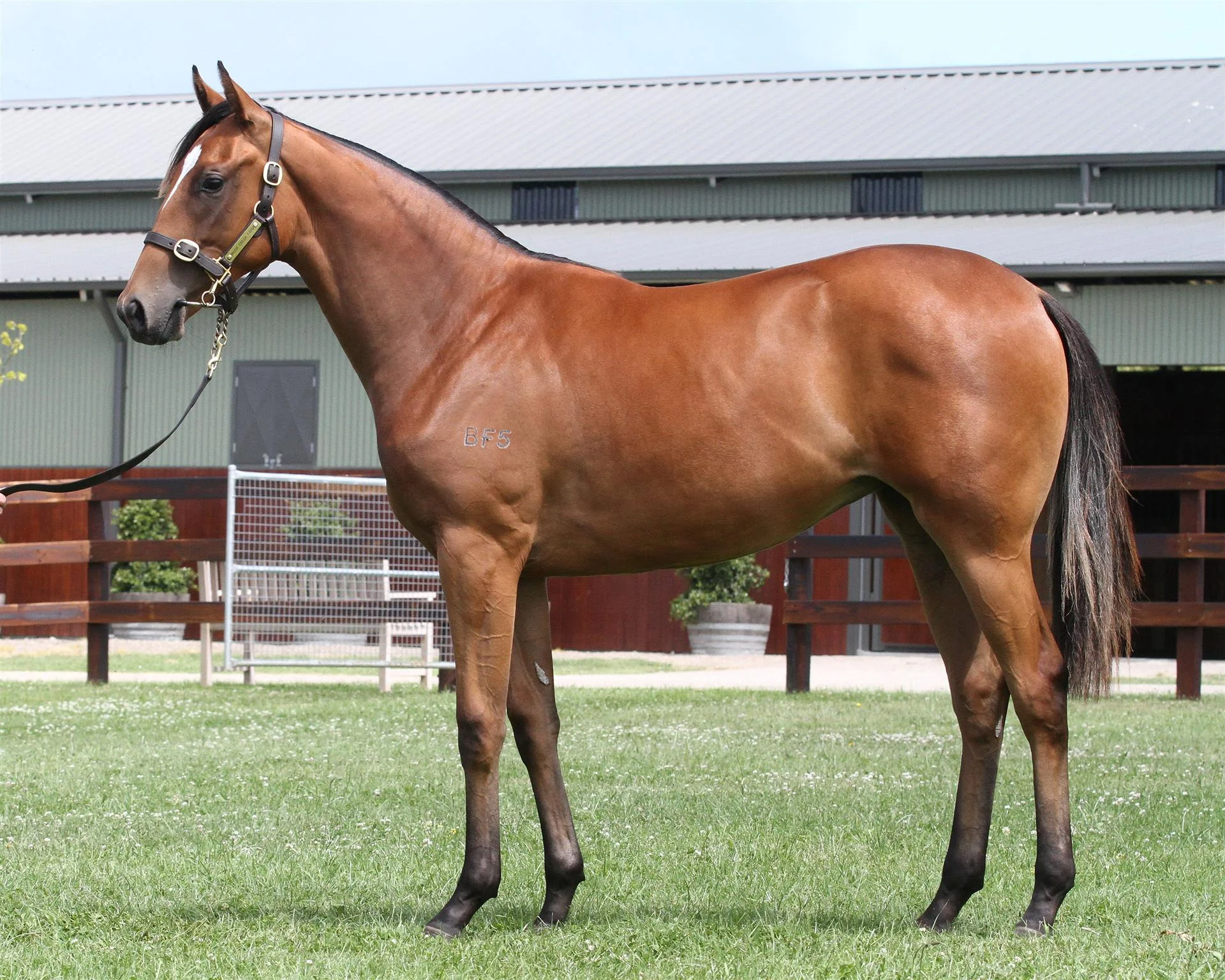 Lot 427 Magic Millions Gold Coast - Snitzel x Marsawra
