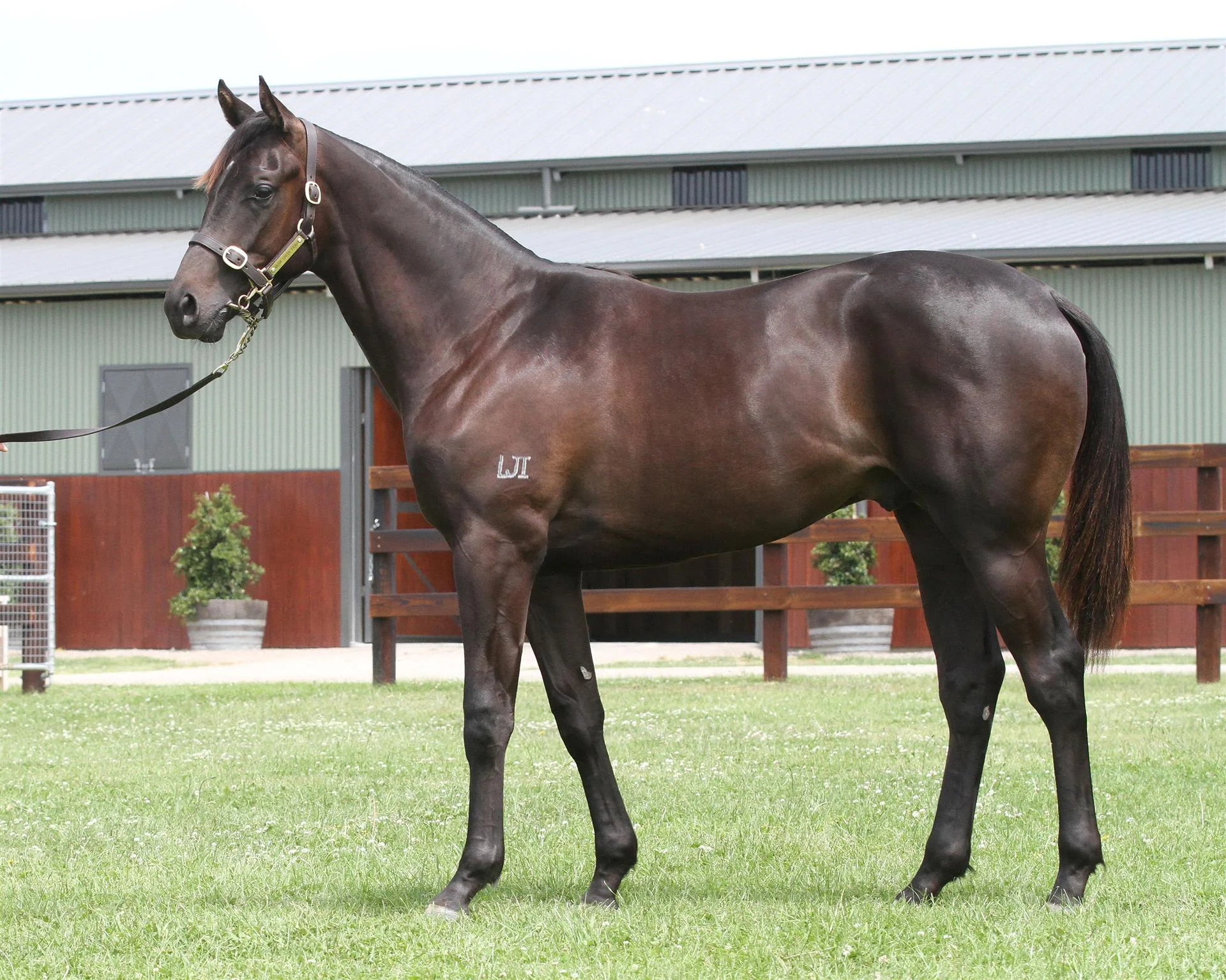 Lot 666 Magic Millions Gold Coast - Foxwedge x Tellora