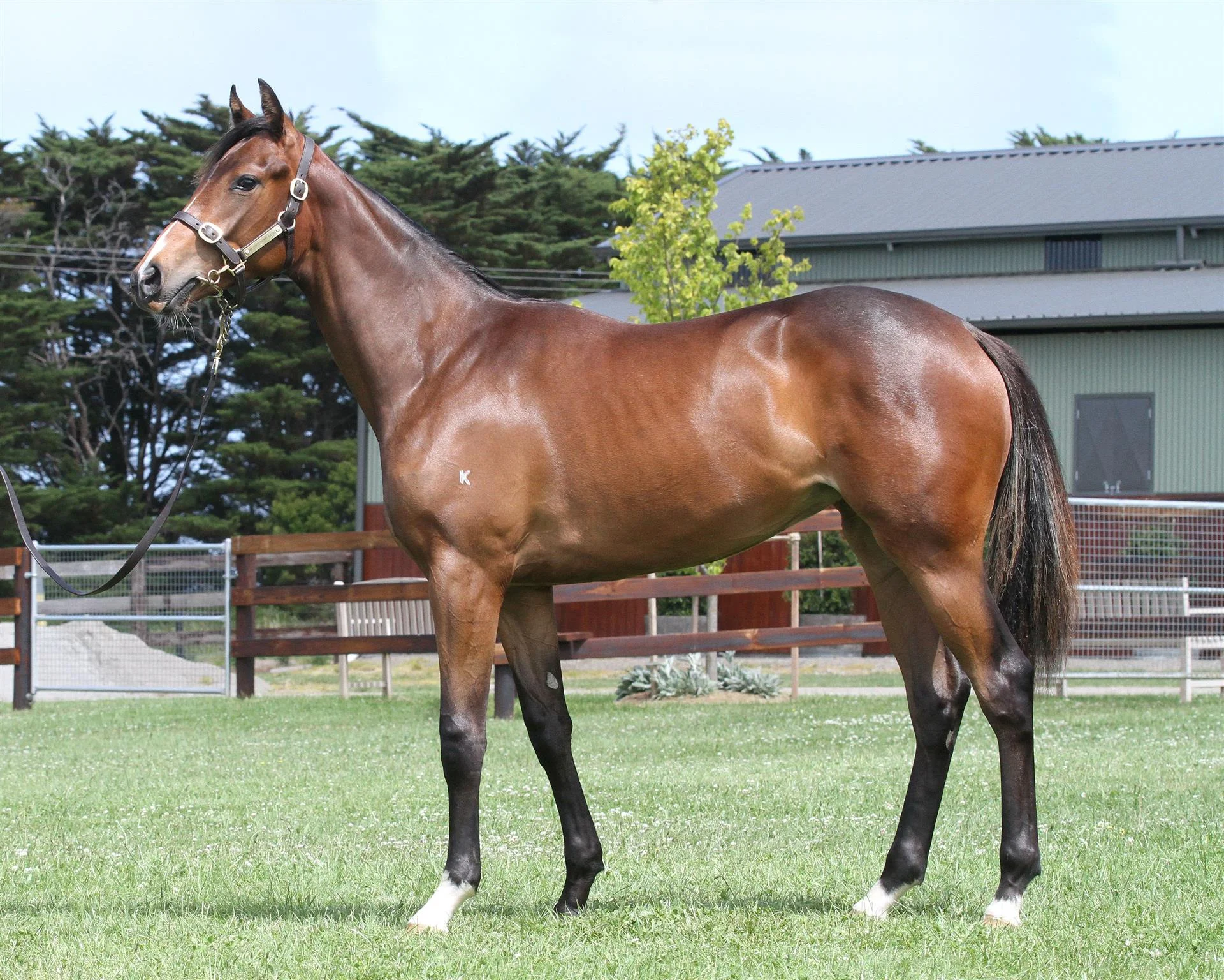 Inglis Classic Sydney Lot 475 Dream Ahead x Weesmallhours