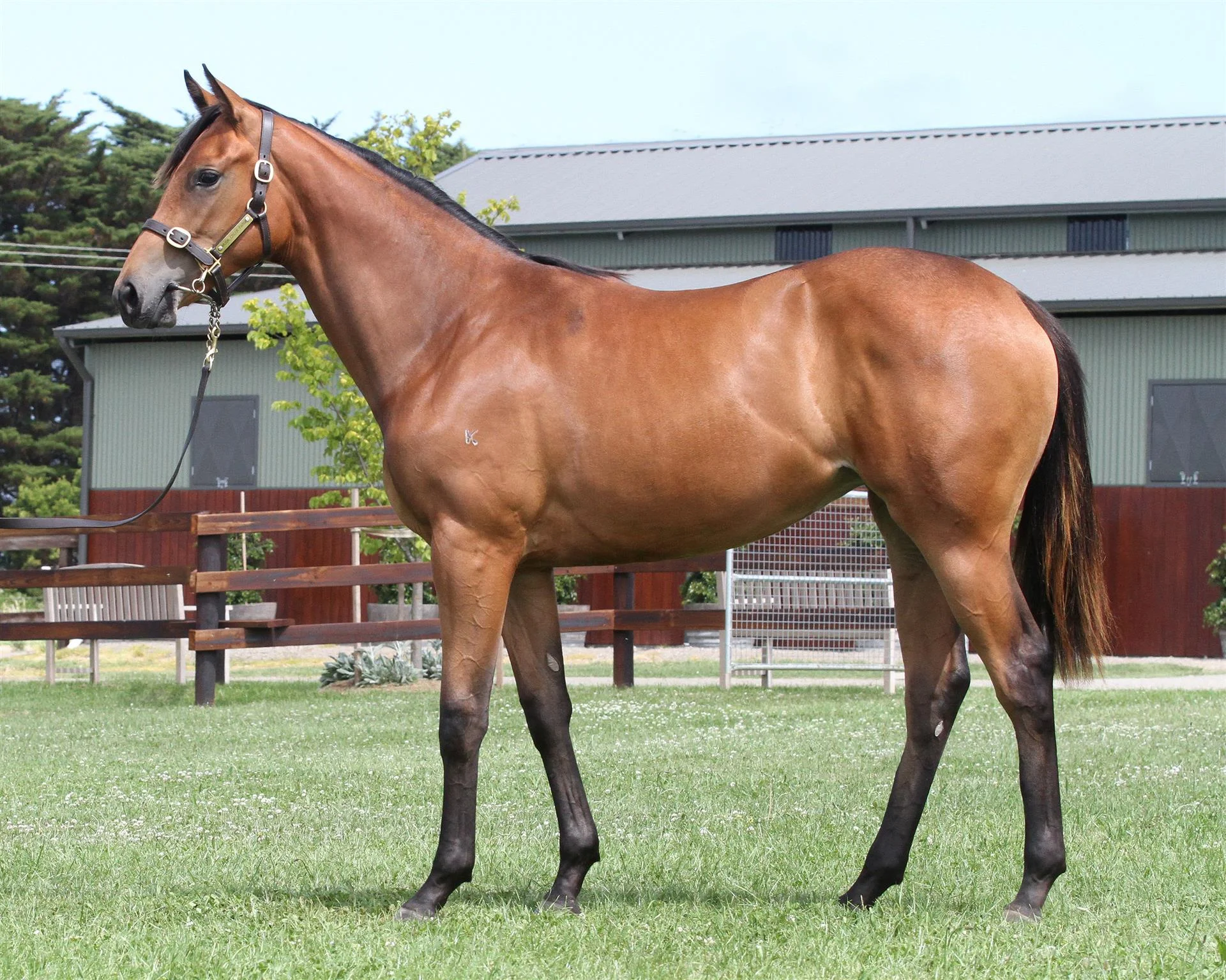 Inglis Classic Sydney Lot 557 Snippetson x Betterthanblushing